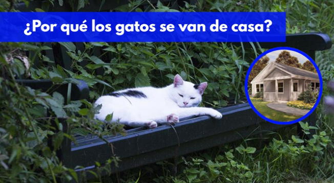 Te explicamos algunos de lso motivos por los que tu gato prefiere irse de la casa.