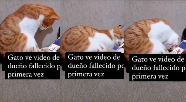 Pequeño gatito es viral en redes sociales tras reaccionar a un video de su dueño fallecido.