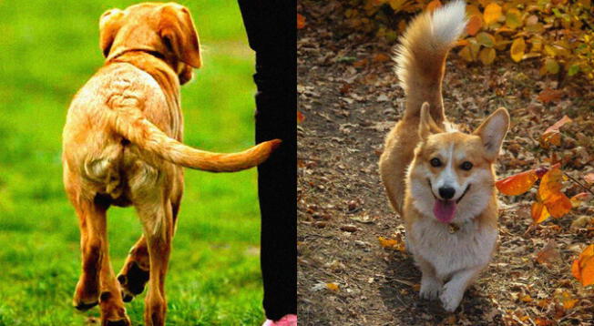 Conoce todo lo que tu perro puede transmitir con su cola.