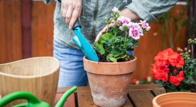 ¿Quieres cuidar tus plantas? Sigue los consejos para que florezcan rápidamente.