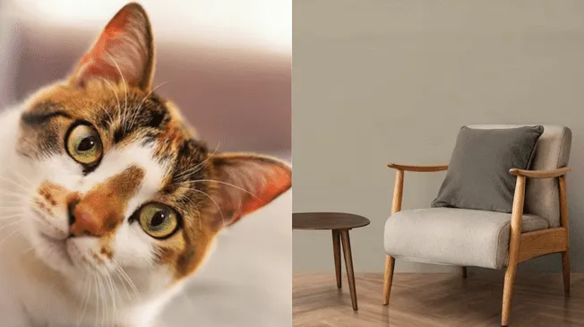 Con estos cuatro trucos, tu gato nunca más arañará tus muebles en casa