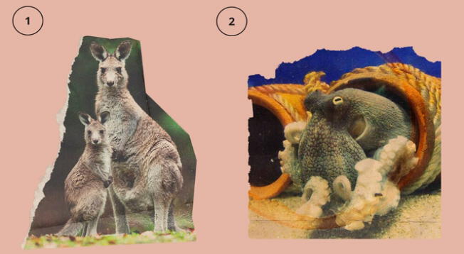 ¿Un canguro o un pulpo? Responde con sinceridad y elige un SOLO animal de este test visual.