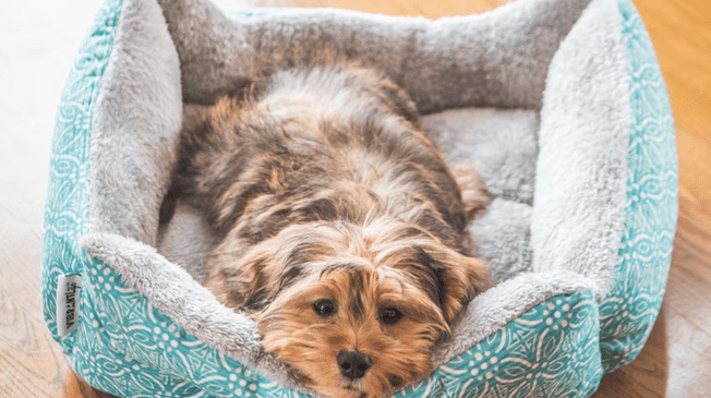 Mantén limpia y desinfectada la cama de tu mascota. Es muy importante.