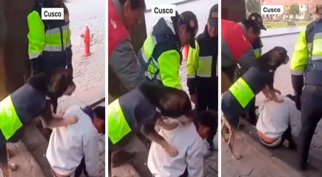 Miles de usuarios destacaron la labor que realizó el perro serenazgo en la Plaza de Armas de Cusco.