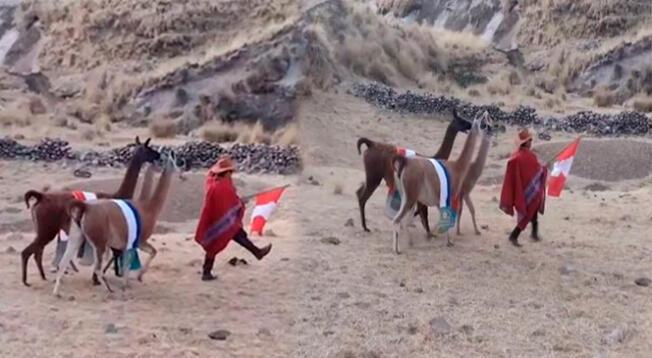 Hombre realizó desfile cívico en compañía de sus llamas.