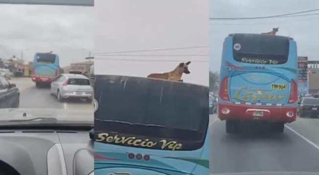 El animal estaba cómodamente situado en la zona superior del carro.