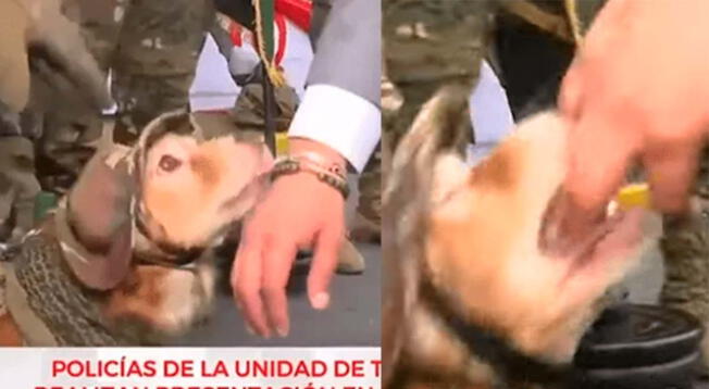 Un perrito de la Policía Canina mordió a un periodista en la Gran Parada Militar.