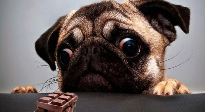 La sustancia que contiene el cacao puede ocasionar intoxicación en tu mascota.