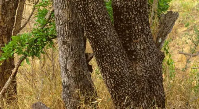¿Tendrás la capacidad de encontrar al leopardo camuflado?
