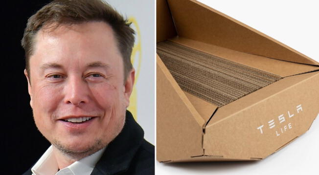 Elon Musk anunció la venta de un producto dedicado para los gatos: conoce el precio único.