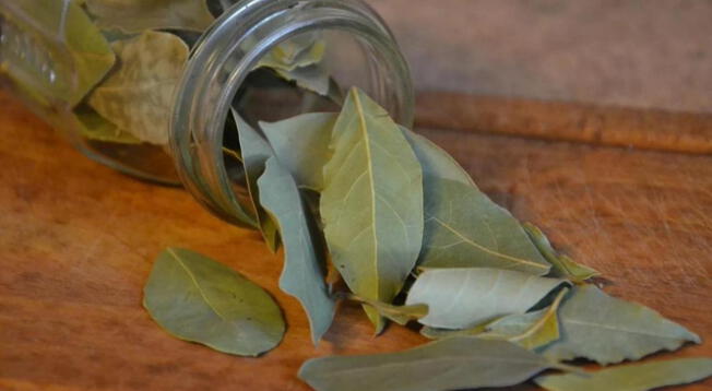 Con este simple truco, dormirás en un muy pocos minutos usando hojas de laurel.