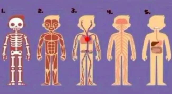 Elige una parte del cuerpo humano y descubre lo que necesitas hacer.