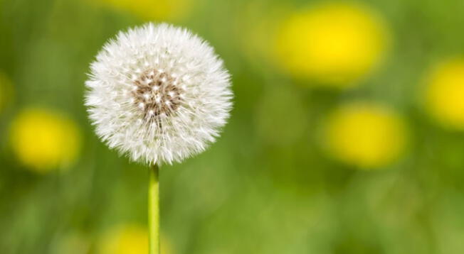 Descubre las increíbles propiedades de este insumo natural que no es muy valorado por las personas.