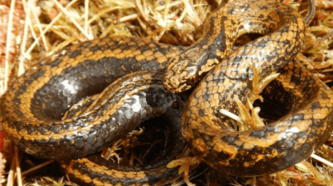 Nueva especie de serpiente encontrada en Perú fue nombrada como Harrison Ford