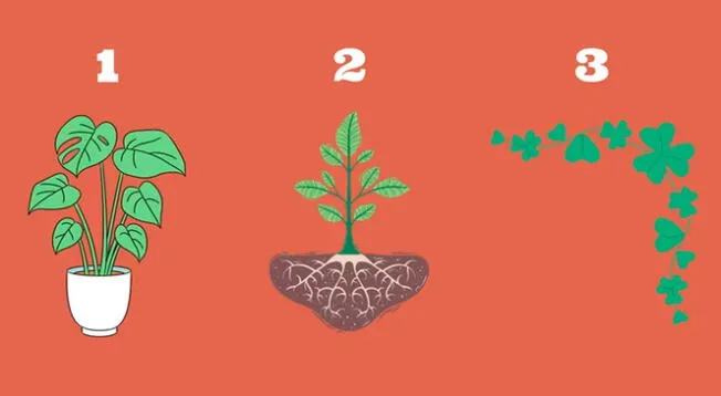 ¿Qué planta te gustaría tener en casa? Según tu elección, sabrás lo que necesitas para mejorar tu día.