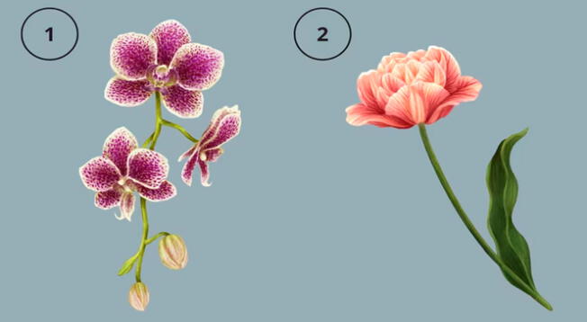 ¿Una flor morada o rosa? Confía en tu instinto y déjate sorprender con este test de personalidad.