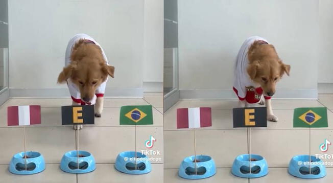 Perrito adivina quién ganará HOY en el Brasil vs. Perú