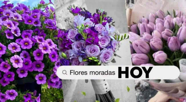 Conoce qué significa regalar flores moradas este 9 de octubre