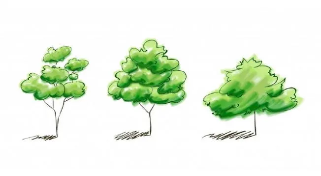 Elige uno de los árboles y conoce más de ti en simples pasos
