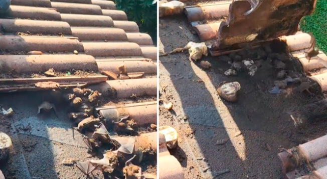 Un hombre subió el tejado de su casa y lo encuentra lo deja sin palabras. El video es viral en TikTok.