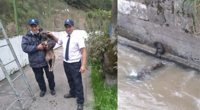 Mira el momento en que rescatan a perrito del río Huallaga, en Pasco.