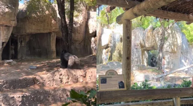 Cuidadoras escapan de gorila furioso en el zoológico