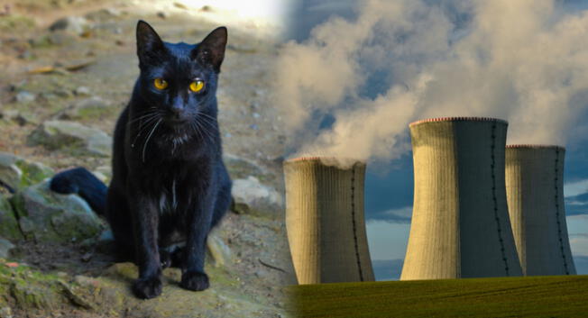 La verdad detrás del video del 'gato radiactivo'