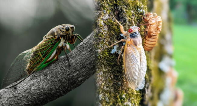 Descubre por qué Estados Unidos será invadido por trillones de insectos este 2024.