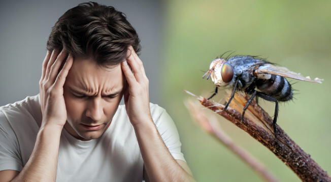 Descubre por qué cientos de insectos ingresaron en la nariz de este hombre creando una colonia de larvas.