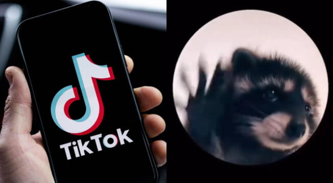 Crea tu propio video con el filtro oficial del mapache Pedro en TikTok paso a paso.