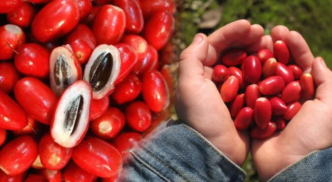 Esta fruta proviene de África occidental es ingerida por las tribus desde hace siglos antes de las comidas.