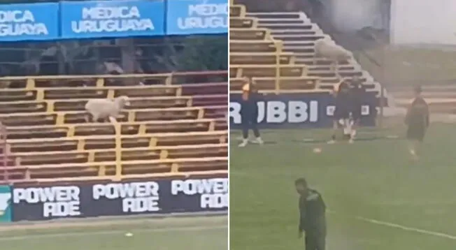 Oveja se hizo presente en la tribuna previo al partido entre Progreso y Defensor Sporting