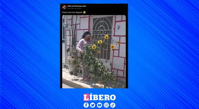 ¿Algunos se excedieron? Esta joven fue captada con girasoles que fueron arrancados de raíz.