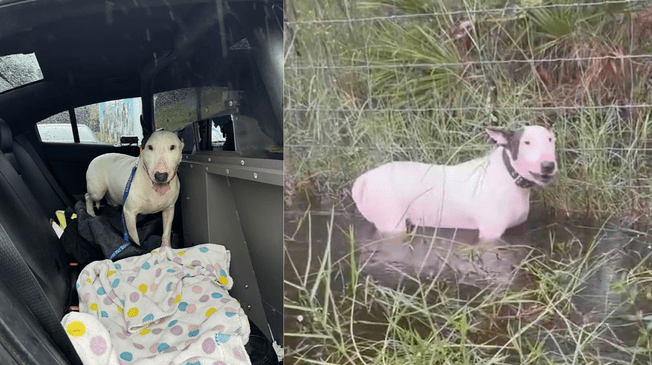 Conoce la emotiva historia del perrito que fue abandonado en el huracán Milton en Estados Unidos.