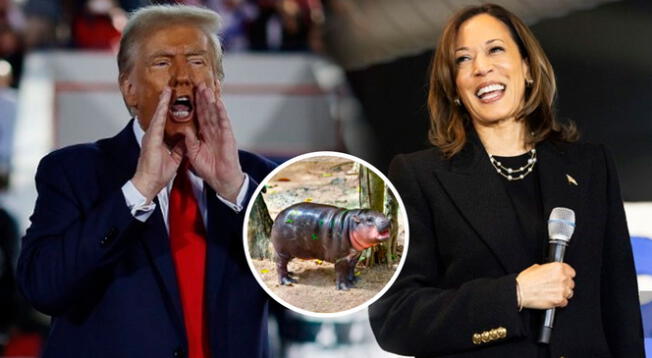 Donald Trump y Kamala Harris disputan las elecciones, pero un hipopótamo predijo el resultado.