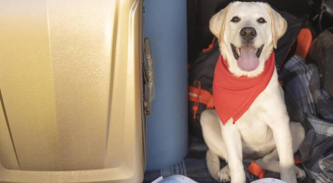 Conoce qué debes hacer para traer a tu perro a los Estados Unidos.