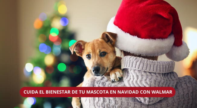 Evita que las decoraciones u otros factores afecten la seguridad de tu mascota en épocas de fiestas navideñas.