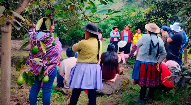 Midagri, a través del Programa AgroRural, otorgará el Bono Agrario a los productores agrarios. Midagri, a través del Programa AgroRural, otorgará el Bono Agrario a los productores agrarios.