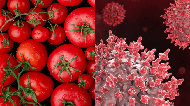 La FDA notificó a Ray & Mascari que los tomates, reenvasados en Florida, podrían contener salmonela. La FDA notificó a Ray & Mascari que los tomates, reenvasados en Florida, podrían contener salmonela.