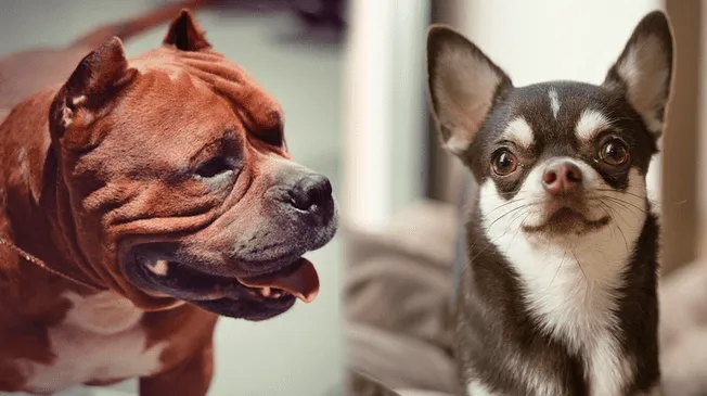 El brutal ataque ocurrió en la calle 85 Oeste, donde la chihuahua Penny fue atacada mientras su dueño paseaba. El brutal ataque ocurrió en la calle 85 Oeste, donde la chihuahua Penny fue atacada mientras su dueño paseaba.