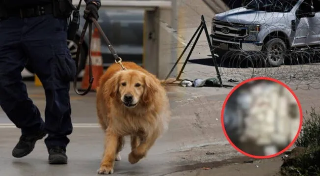 CBP arrestó a una abuela y a su nieto con la ayuda de los perros de la agencia. CBP arrestó a una abuela y a su nieto con la ayuda de los perros de la agencia.