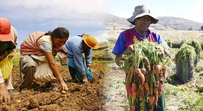 Bono Agrario 2025: revisa el acceso al nuevo subsidio en Perú Bono Agrario 2025: revisa el acceso al nuevo subsidio en Perú