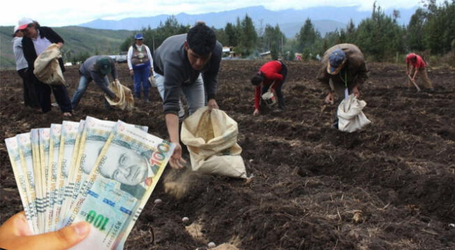 El Bono Agrario estará disponible todo el 2025 a favor de los agricultores. El Bono Agrario estará disponible todo el 2025 a favor de los agricultores.