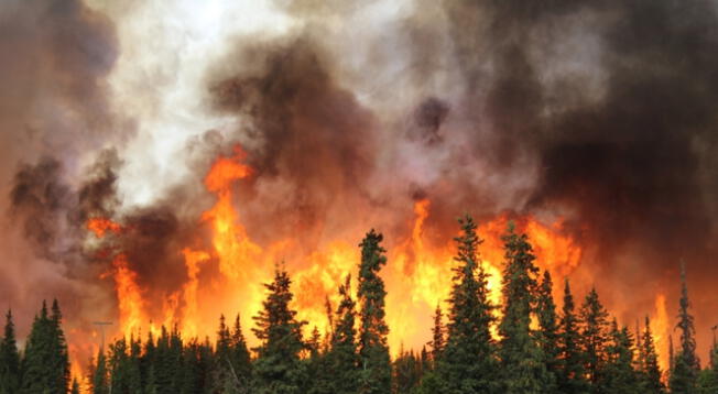 Un incendio forestal ocurrió en el bosque de Miami-Dade, Florida. Por ahora, no hay víctimas mortales Un incendio forestal ocurrió en el bosque de Miami-Dade, Florida. Por ahora, no hay víctimas mortales