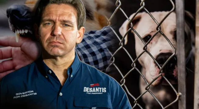 La Pam Rock Act inicia el 1 de julio y modifica la regulación de perros peligrosos en Florida.