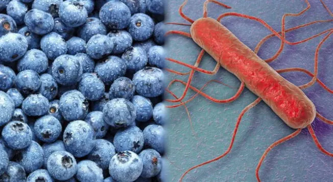 La listeria es una bacteria que causa la listeriosis. Puede afectar diferentes órganos, incluso el cerebro o la membrada de la médula espinal. La listeria es una bacteria que causa la listeriosis. Puede afectar diferentes órganos, incluso el cerebro o la membrada de la médula espinal.