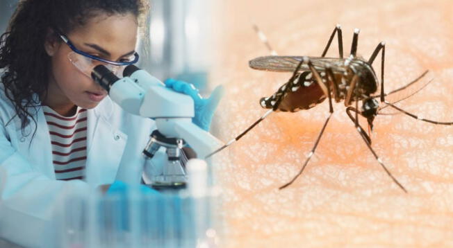 Científicos de EE. UU. usan inteligencia artificial para combatir el dengue y la malaria. Científicos de EE. UU. usan inteligencia artificial para combatir el dengue y la malaria.