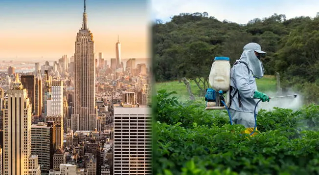 En Nueva York se detectó elevados componentes de pesticidas en un producto que tiene como base el cannabis. En Nueva York se detectó elevados componentes de pesticidas en un producto que tiene como base el cannabis.