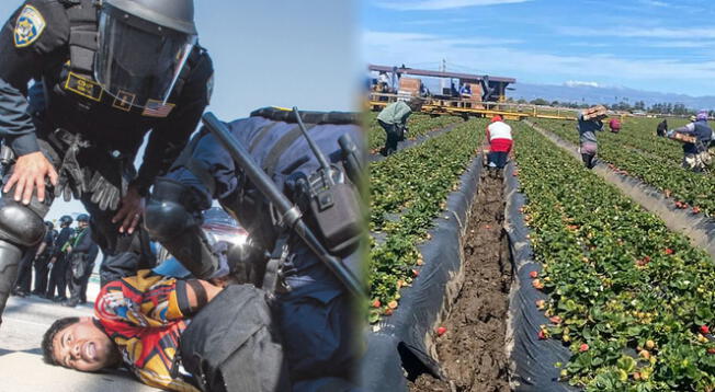 Un grupo de trabajadores de un campo de Onxard se escondieron ante la llegada de ICE. Un grupo de trabajadores de un campo de Onxard se escondieron ante la llegada de ICE.