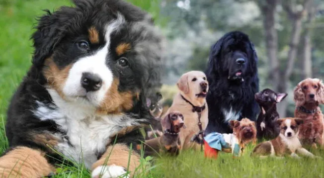 Día del perro: revisa las mejores frases para esta fecha especial
